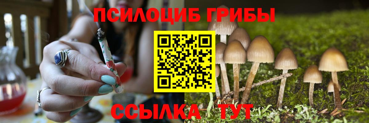 Галлюциногенные грибы Psilocybe Краснознаменск